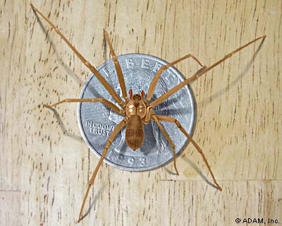 Venomous Pests: Inspectors Beware (spiders)