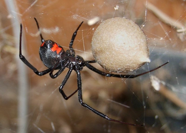 Black widow spider. Notice the red hourglass pattern