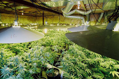 How To Grow Weed Indoors