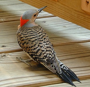 Northern Flicker woodpecker