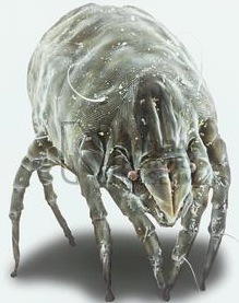 A dust mite under high magnification