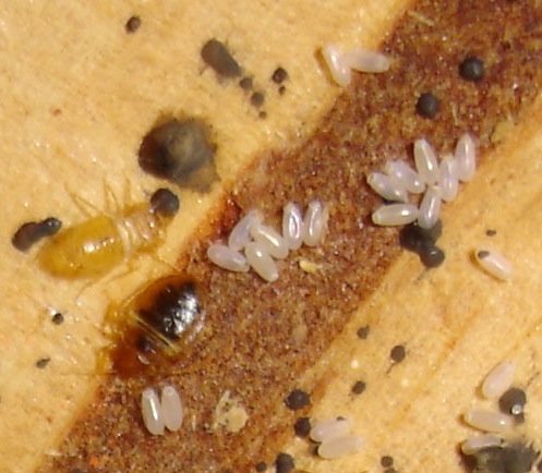 Bed bugs, their eggs and excrement