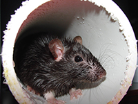 Rat in a PVC pipe