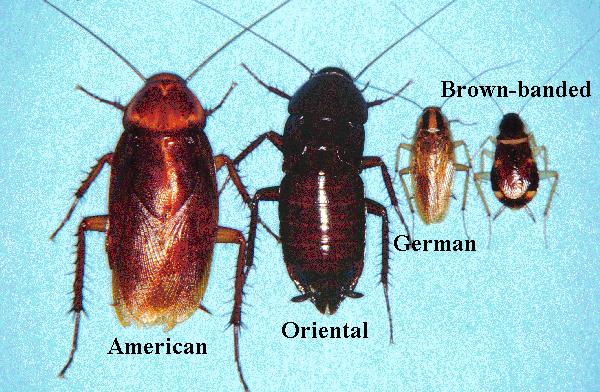 Common household cockroaches