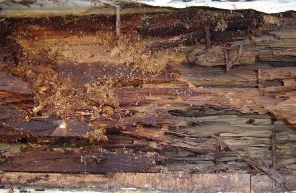 Ant damage due to galleries