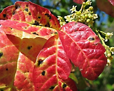 Poison oak, red with fall and spottet black from air-exposed urushiol oil