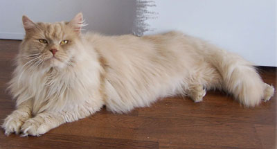 Some cat and dog breeds, like this siberian cat, are believed by many to be hypoallergenic
