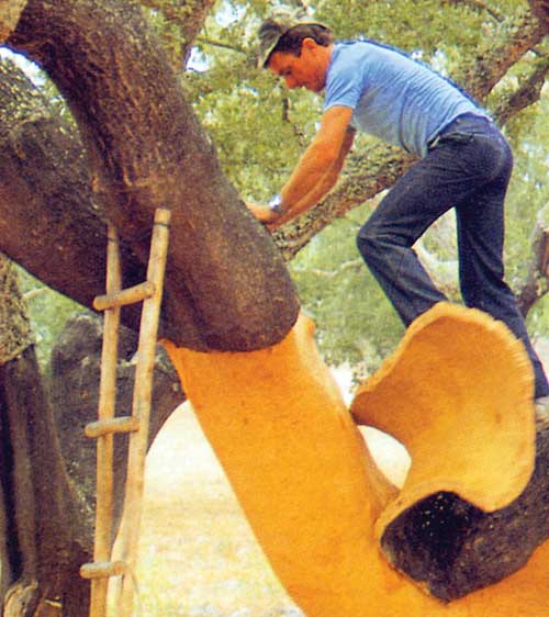 Un travailleur enlève l’écorce d’un chêne-liège Quercus suber qui sera utilisée pour fabriquer des planchers de liège et d’autres matériaux de construction.
