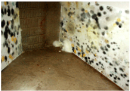 Mold Removal Treatment